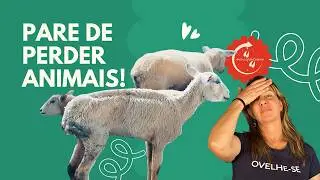 Como controlar a verminose de verdade (mesmo sem estrutura)