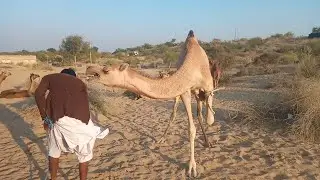 A Man is trying to siting to a baby camel for treatment 😊👀 || #youtubevideo
