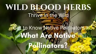 What Are Native Pollinators?