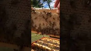 Capped honey comb #honey #beehive #bee #honeycomb #ytshorts #ytshort #shorts #nature #honeybee #bees