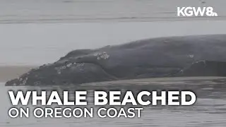 Live humpback whale beached near Yachats, rescuers explore options