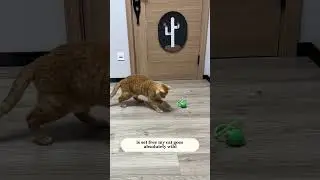 Speedy Tail 2 0 Smart Cat Toy Ball  The Ultimate Playtime Upgrade!