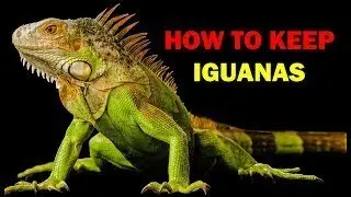7 Care Tips for Green Iguanas | Pet Reptiles