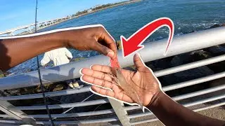 Snook Can't *RESIST* this Bait! (Catch and Cook) Ft All Day Fishing