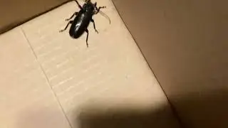Calosoma macrum? in the Bexar 👀🪲 &ldquo;Black Caterpillar-Hunter Beetle&rdquo;
