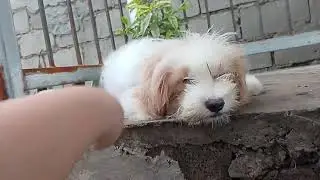 First time nagka aso kami ng ganito❤️
