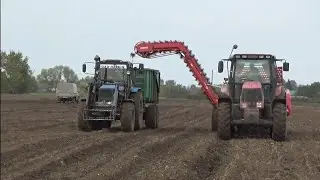 Уборка картофеля не пошла,но пошла столовая свекла.Работа с комбайном и с ПСТ-10 на перевозке свеклы