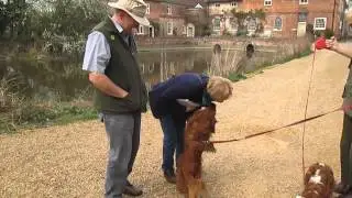 Talking Spaniel