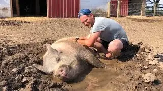 This man quit his job to save farm animals!