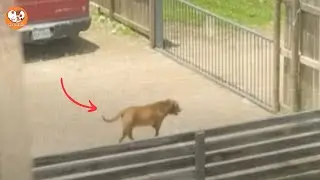 Her Neighbors Moved Out...Then She Saw a Dog Waiting Alone