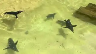 A horse with no name(Epiphone 12s) w Penguins@ Canberra Zoo !