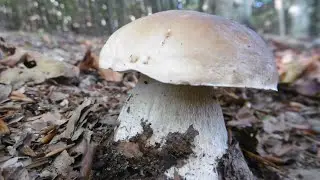 Porcini, ovoli e una scenografica faggeta