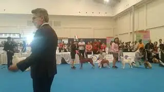 Indo dog show