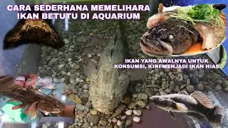MENGENAL IKAN BETUTU, KETUTU, BLOSO, MARBLE GOBY