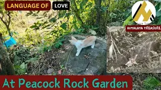 Funny Kittens' Jungle Adventure: Playtime at Peacock & Angata Rock Gardens