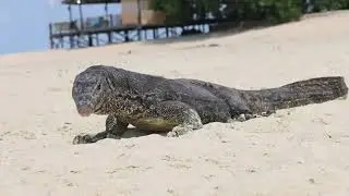 Extra Divers Virgin Cocoa: Paradise Island