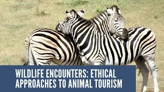 Wildlife Encounters: Ethical Approaches to Animal Tourism.