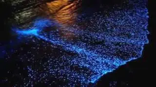 Natural wonders - Bioluminescent Phytoplankton Maldives