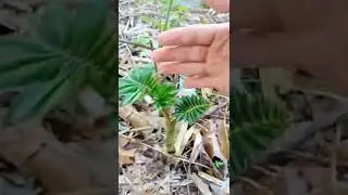 Amazing wild Bonsai Comparison