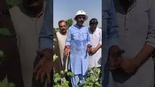 Latest Cotton Transgenic variety of Dr Idrees Ahmad Awan visited by Rai danish at IBF SEED FARM