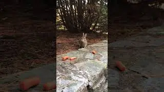 Every morning this little love waits for his carrots&hellip;.getting so big!  xo