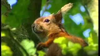 'Squirrel' by Colin Harper featuring Carol-Anne Lennie