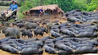 Welcoming the mother pig giving birth from the deep forest