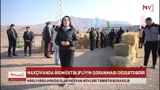 NAXÇIVANDA NƏSLİ KƏSİLMƏKDƏ OLAN HEYVAN NÖVLƏRİ TƏBİƏTƏ BURAXILIB