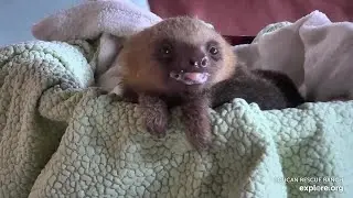 Baby sloth Tulip has a cute milky smile 😍 - 06/08/24 - SlothTV via explore.org