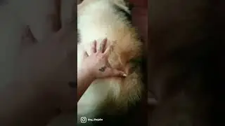 Best 🍑 Fluff Butt ever 😍 #shorts #dog #youtubeshorts #abhilashadogtrainer #shortsfeed #jake #cute