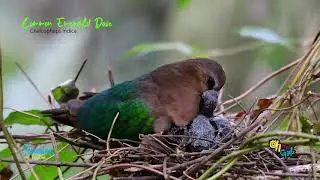 Common Emerald Dove Feeding