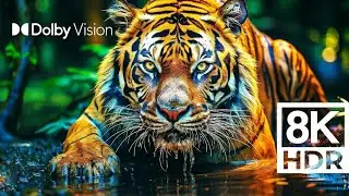 WILD WORLD DOLBY VISION&trade; | EXTREME COLORS [8K HDR]