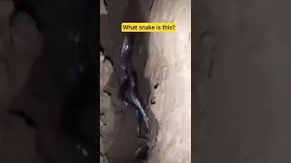 This snake species is non-venomous. #snake #shots #usa #nature