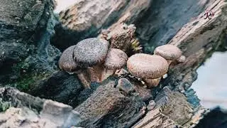Lentinula /forests  /nature /