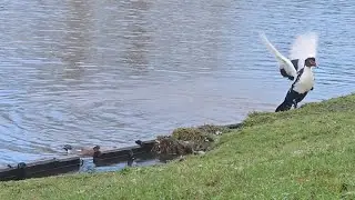 Muscovy ducks, Call ducks and eurasian Wigeon 