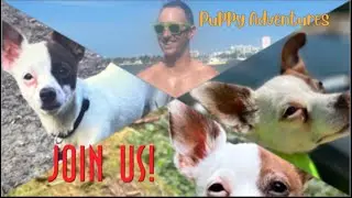 Welcome to the channel - Come adventure with us animals