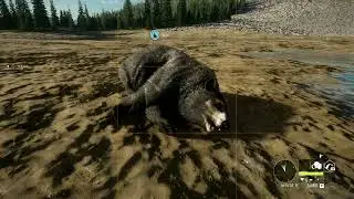 Hunter COTW Black Bear Great One no.3