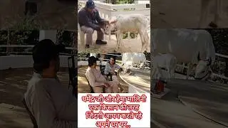 #hema_malini_ka_romantic_video| Dharmendra ji gay ko chara khilate hue| Hema Malini gay Mata Ki Seva
