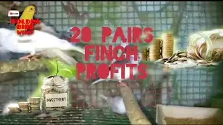 20 PAIRS FINCH PROFIT.