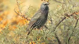 Spreeuw - Sturnus vulgaris - Starling
