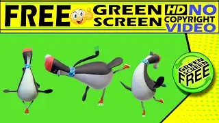 free green screen Penguin Skating video no copy right