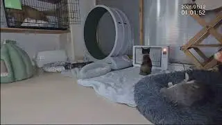 授業参観■子猫6匹+α ■子猫室ライブ ■　20260111　13：05〜