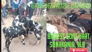BIGGEST GOAT MARKET IN BENGAL SONAKANIA #youtubevideos #goatmarketindia