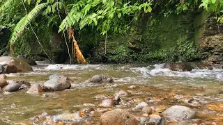 Warning: Extremely Relaxing 😴 Jungle River ASMR for Deep Sleep