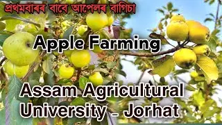 Apple Farming at Assam Agricultural University Jorhat|| আপেলৰ বাগিছালৈ এপাক||অসম কৃষি বিশ্ববিদ্যালয়