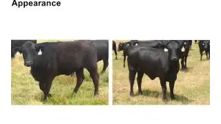Joe Sellers, Dr. Scott Flynn - Fescue Toxicosis in Beef Cattle