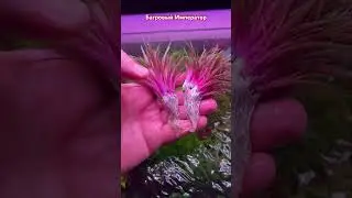 Уникальное растение Багровый Император- красота и сложность. #БагровыйИмператор #aquarium