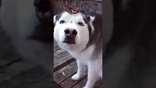 seberian husky in zen mode #shorts