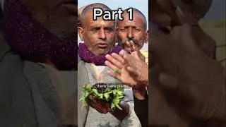 The Sacred Plants That Shaped Civilizations