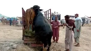 buffalo unloading// heavy buffalo// dangerous video// stunt buffalo ///stunt video//
